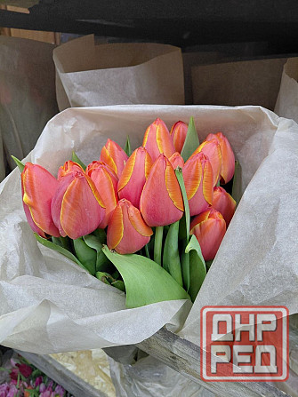 Тюльпаны свежие оптом Донецк - изображение 3