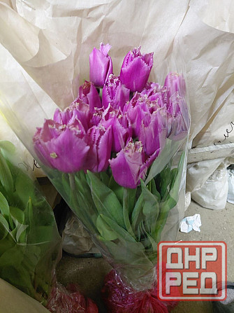 Тюльпаны свежие оптом Донецк - изображение 2