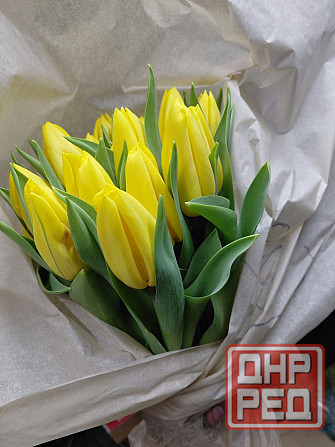 Тюльпаны свежие оптом Донецк - изображение 5