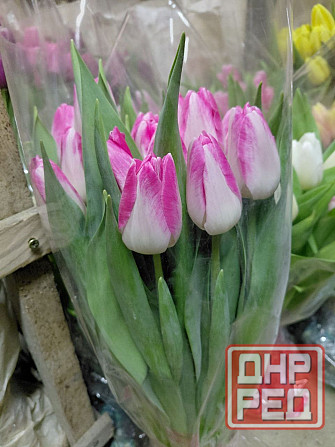 Тюльпаны свежие оптом Донецк - изображение 4