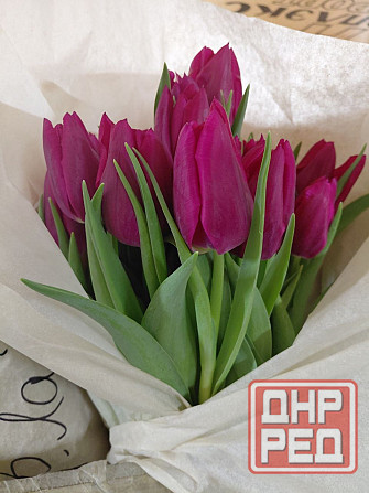 Тюльпаны свежие оптом Донецк - изображение 7