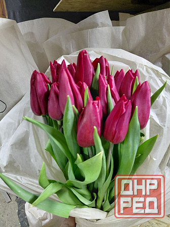 Тюльпаны свежие оптом Донецк - изображение 8