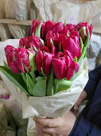 Тюльпаны Донецк