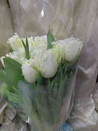 Тюльпаны Донецк