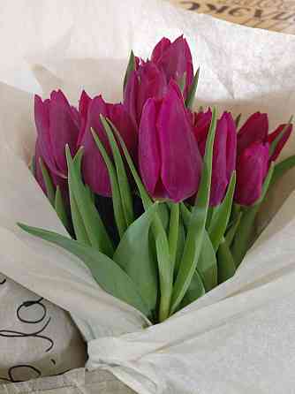 Тюльпаны Донецк