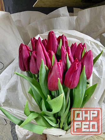 Тюльпаны Донецк - изображение 8