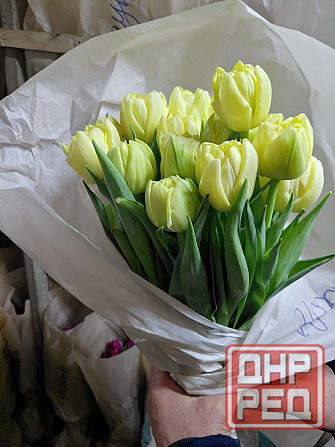 Тюльпаны Донецк - изображение 6