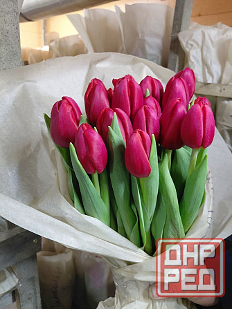 Тюльпаны Донецк - изображение 5
