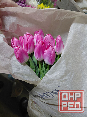 Тюльпаны Донецк - изображение 2