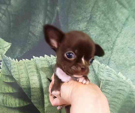 Продам щенков породы чихуахуа Енакиево