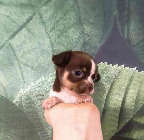 Продам щенков породы чихуахуа Енакиево