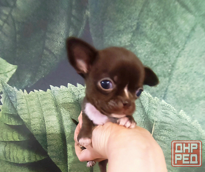 Продам щенков породы чихуахуа Енакиево - изображение 3