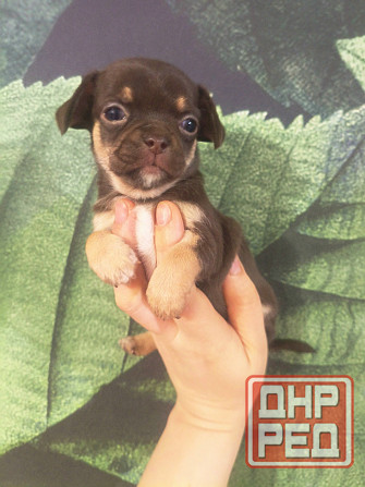 Продам щенков породы чихуахуа Енакиево - изображение 2