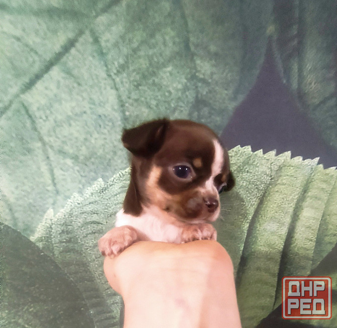 Продам щенков породы чихуахуа Енакиево - изображение 1