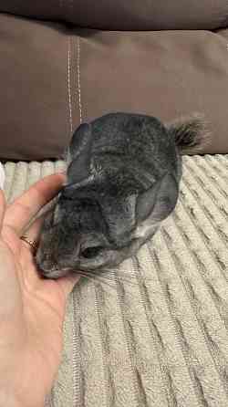 Продам шиншиллу,мальчик 5 мес Харцызск