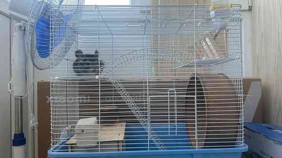 Продам шиншиллу,мальчик 5 мес Харцызск