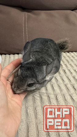 Продам шиншиллу,мальчик 5 мес Харцызск - изображение 2