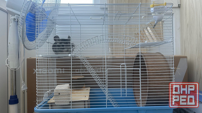 Продам шиншиллу,мальчик 5 мес Харцызск - изображение 1