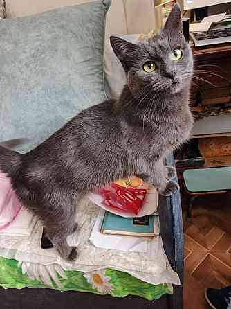 отдам котенка Луганск