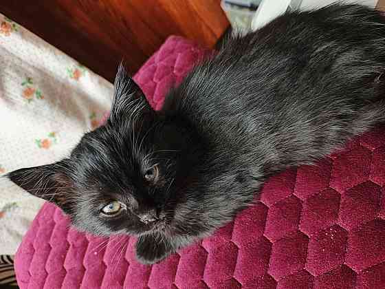 отдам котенка Луганск