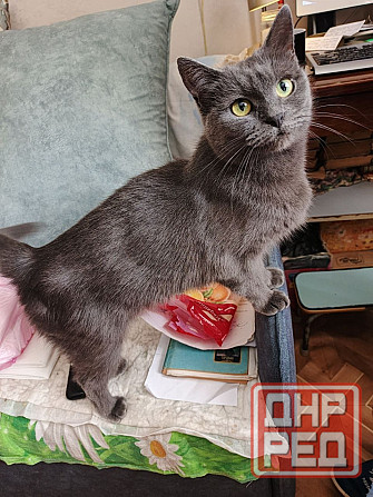 отдам котенка Луганск - изображение 2