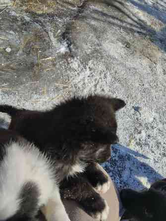 Отдам щеночков Донецк