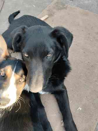 Отдам собачат Донецк