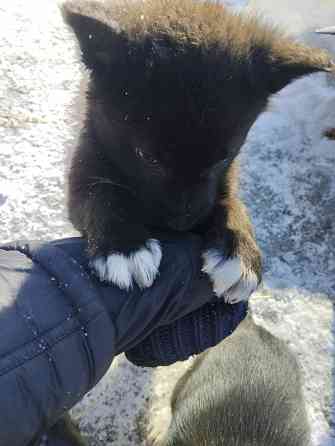 Отдам щеночков Донецк