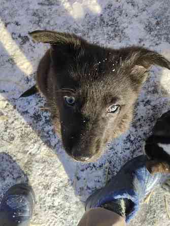 Отдам щеночков Донецк