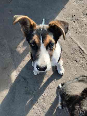 Отдам собачат Донецк