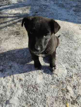 Отдам щеночков Донецк