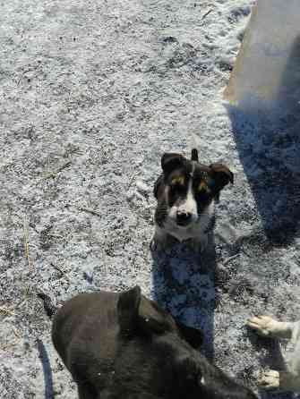 Отдам щеночков Донецк