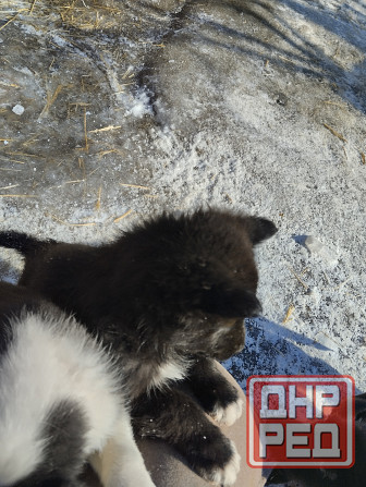 Отдам щеночков Донецк - изображение 5