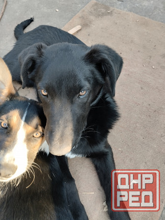 Отдам собачат Донецк - изображение 1