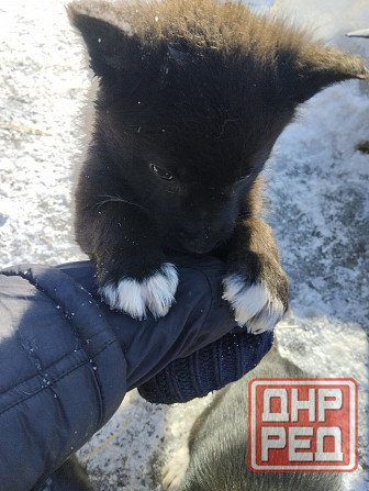 Отдам щеночков Донецк - изображение 4