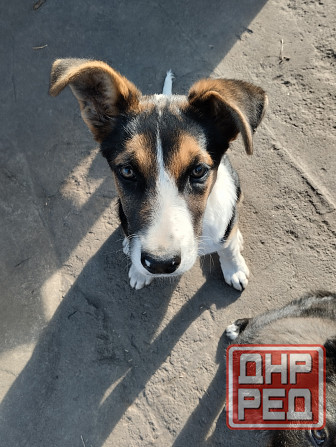 Отдам собачат Донецк - изображение 2