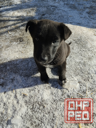 Отдам щеночков Донецк - изображение 3