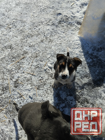 Отдам щеночков Донецк - изображение 1