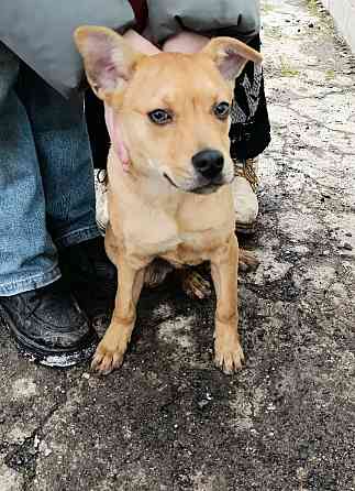 Щенок бесплатно в хорошие руки Макеевка