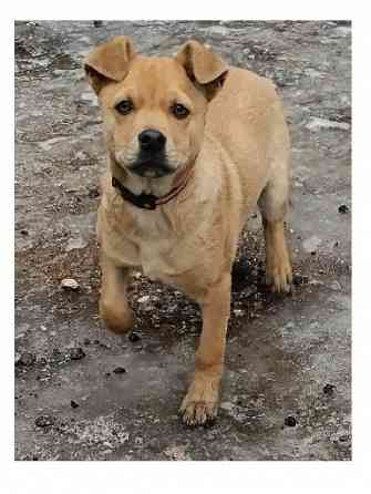 Щенок бесплатно в хорошие руки Макеевка