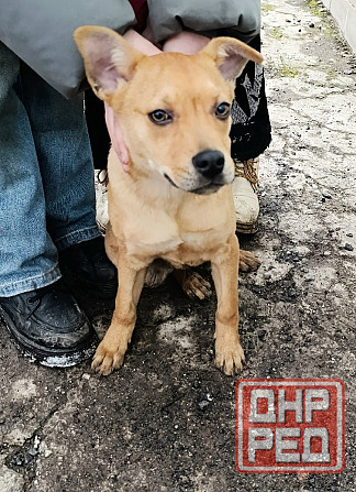 Щенок бесплатно в хорошие руки Макеевка - изображение 1