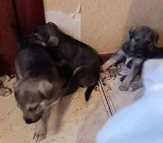 Отдам щенков Донецк