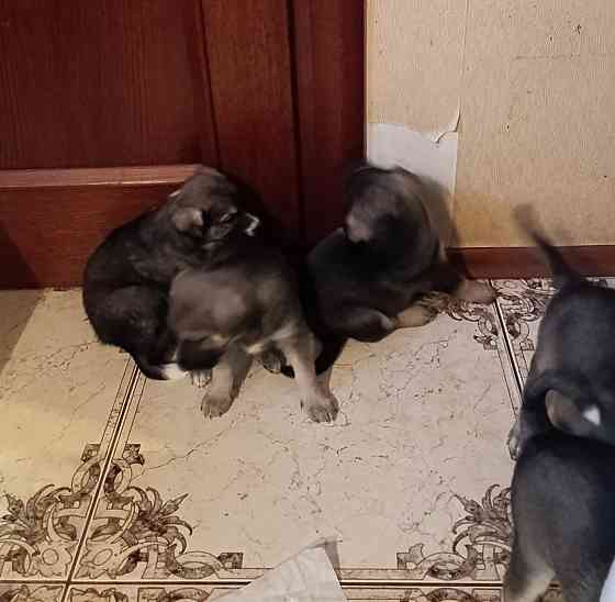 Отдам щенков Донецк