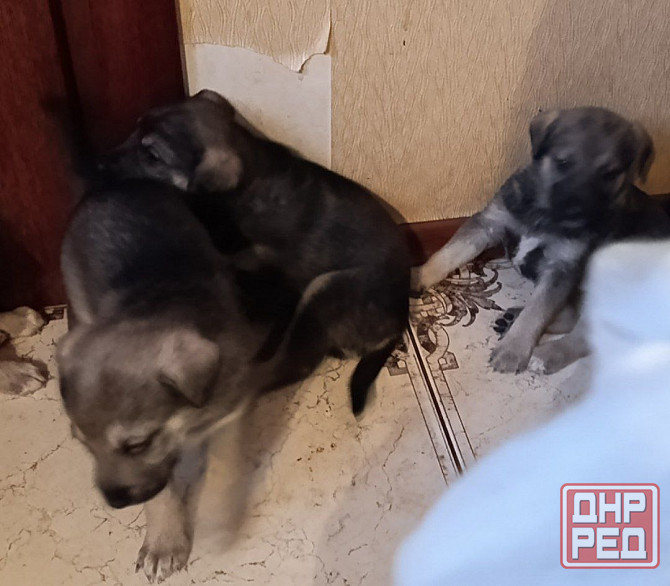 Отдам щенков Донецк - изображение 2