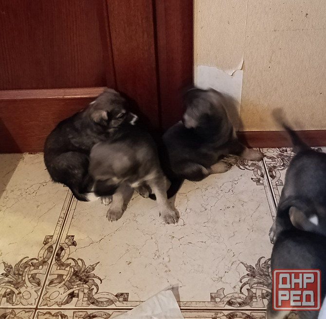 Отдам щенков Донецк - изображение 1