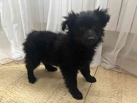 отдам в добрые руки Макеевка