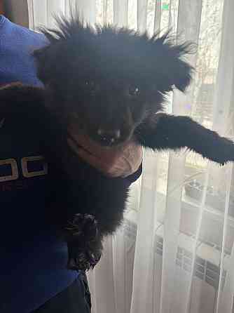 отдам в добрые руки Макеевка