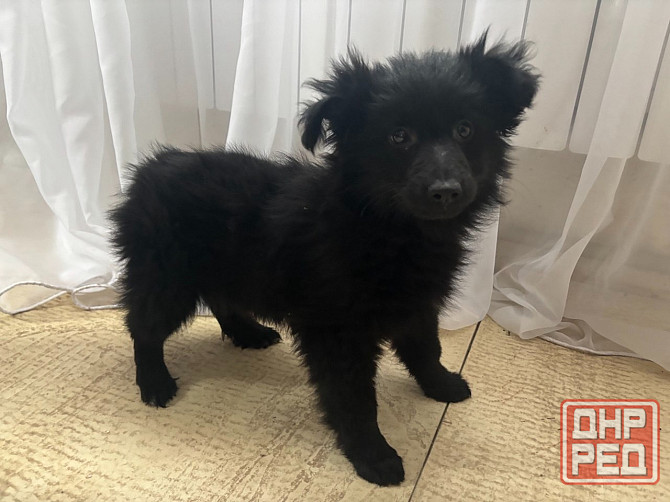 отдам в добрые руки Макеевка - изображение 1