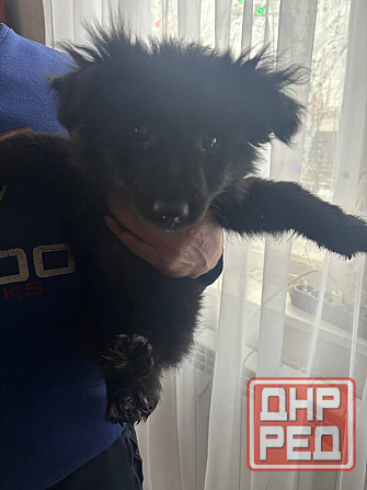 отдам в добрые руки Макеевка - изображение 2