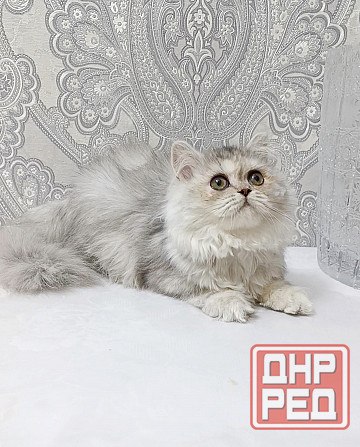 Девочка Макеевка - изображение 4